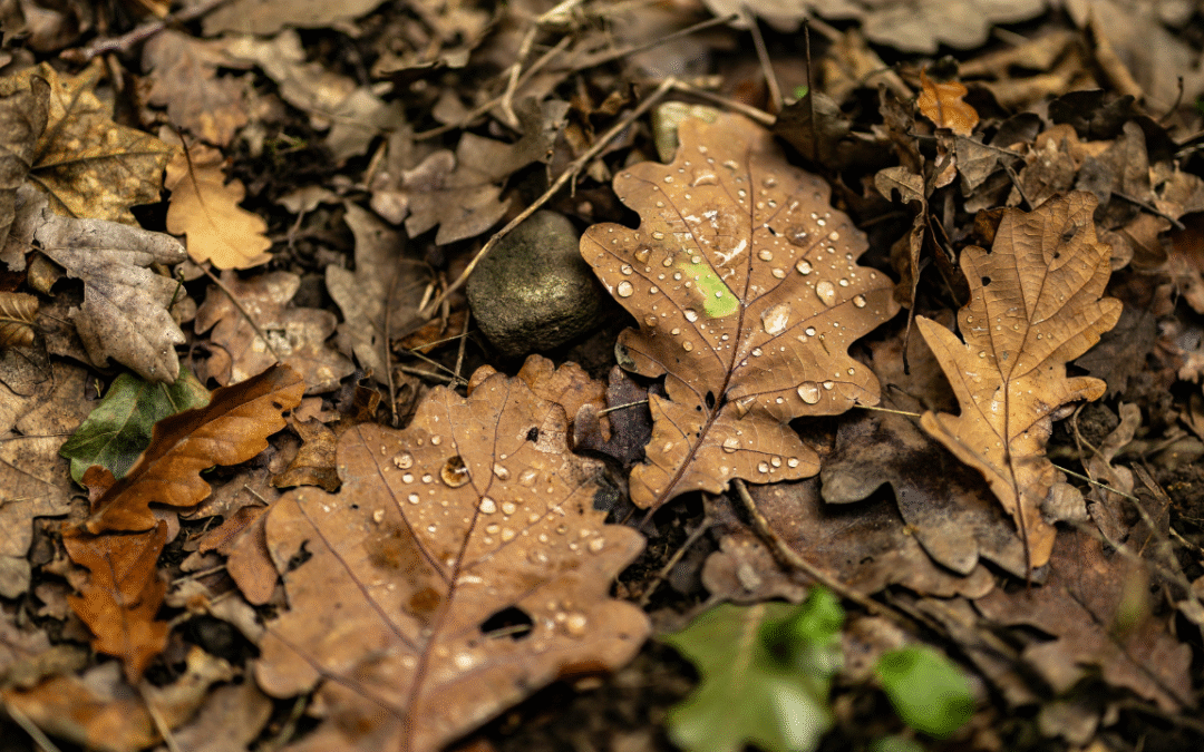 TS55 – Quercus