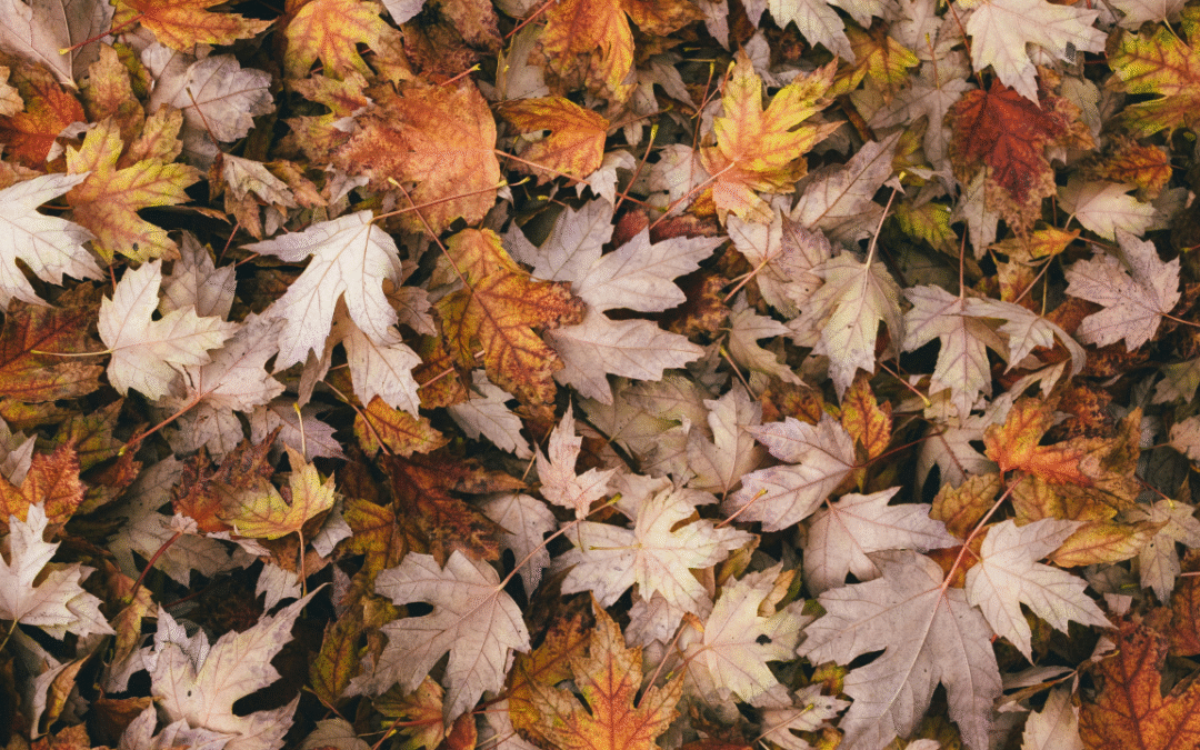 TS56 – Acer rubrum