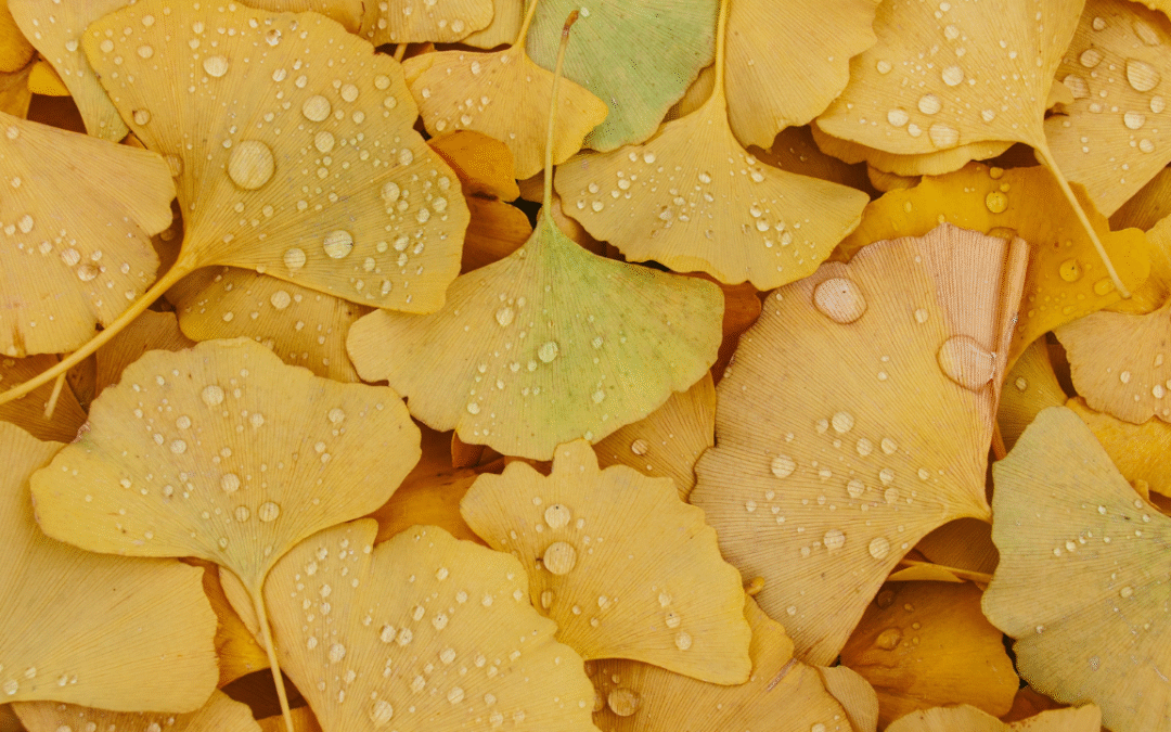 TS57 – Ginkgo Biloba