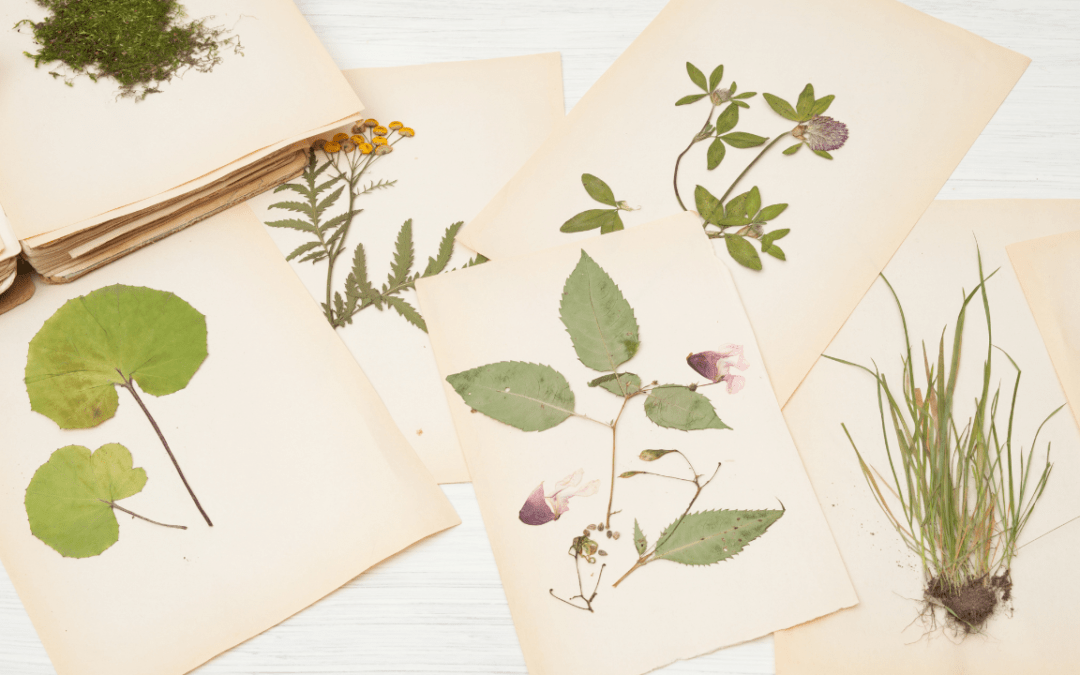 TS71 – ZenHerbarium (I)