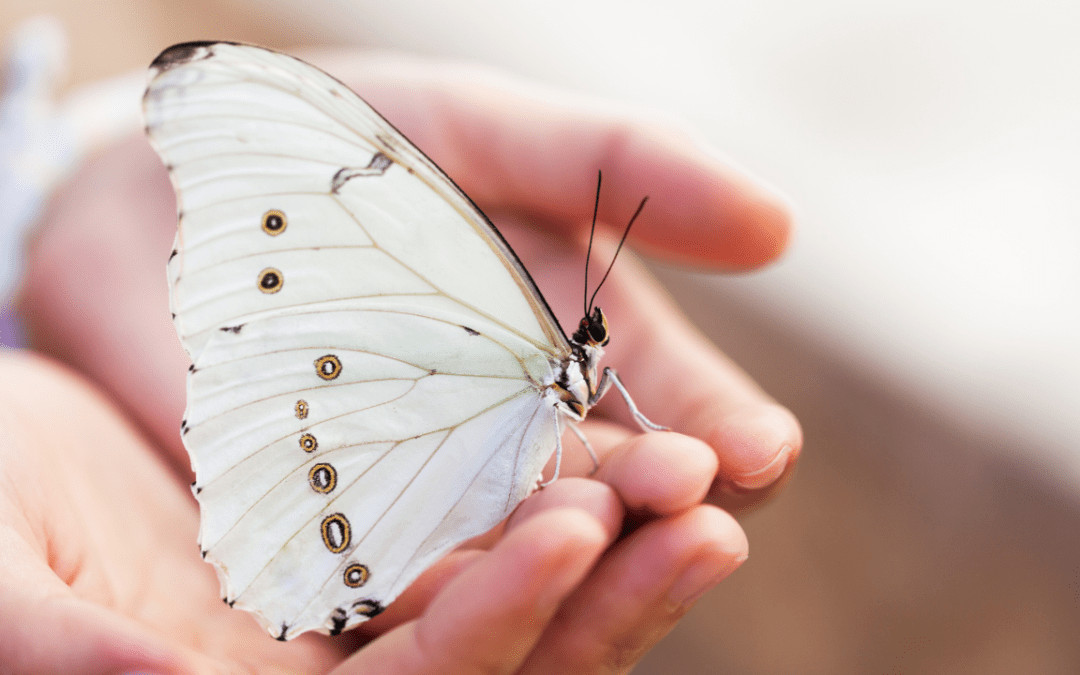 TS76 – Mariposario