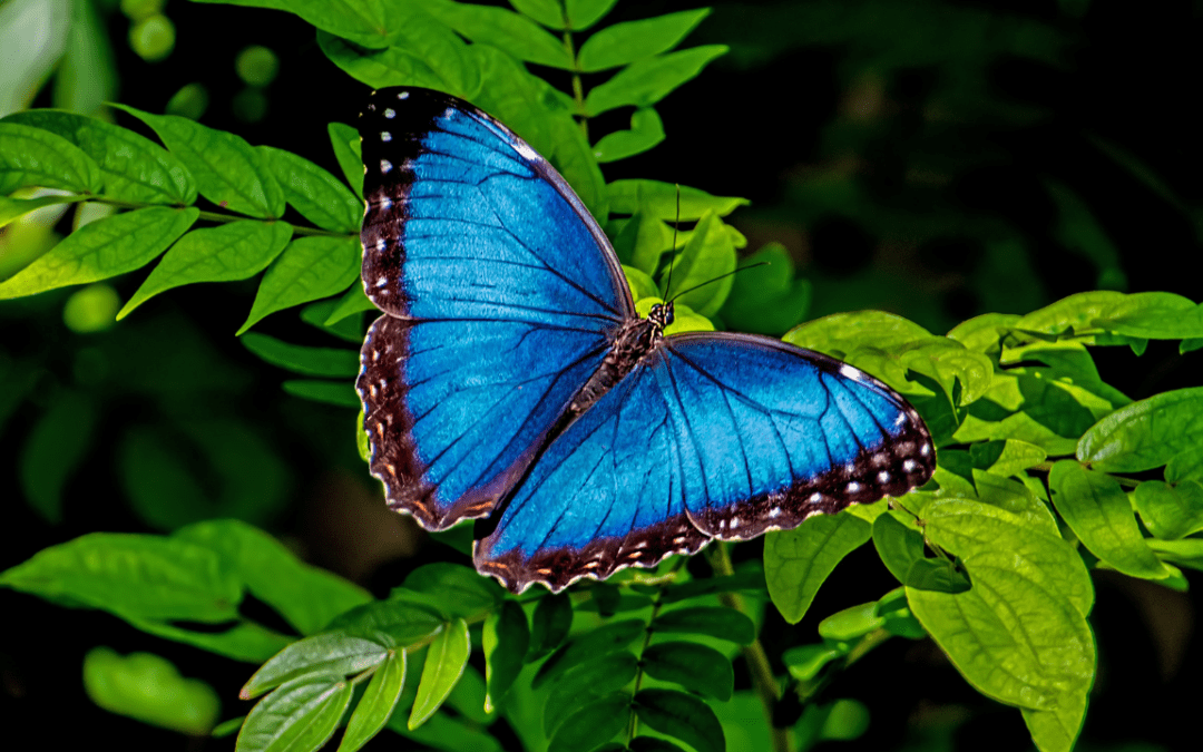 TS77 – Mariposario (II)