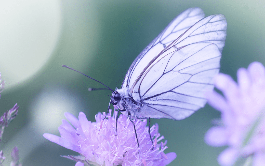 TS78 – Mariposario (III)