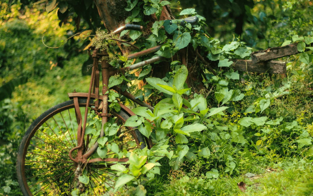 TS81 – Alquimia de jardín